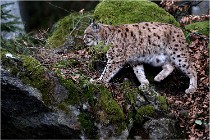 BWALD 16-02-08 0667   Photos ACG 2016