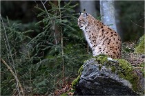 BWALD 16-02-08 0672   Photos ACG 2016