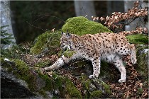 BWALD 16-02-08 0679   Photos ACG 2016