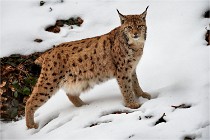 BWALD 16-02-08 1109   Photos ACG 2016