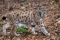 BWALD 16-02-08 1152   Photos ACG 2016