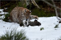 BWALD 16-02-09 1221   Photos ACG 2016