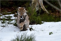 BWALD 16-02-09 1224   Photos ACG 2016