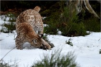 BWALD 16-02-09 1254   Photos ACG 2016