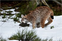 BWALD 16-02-09 1267   Photos ACG 2016