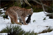 BWALD 16-02-09 1361   Photos ACG 2016