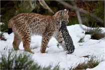 BWALD 16-02-09 1366   Photos ACG 2016