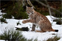 BWALD 16-02-09 1402   Photos ACG 2016