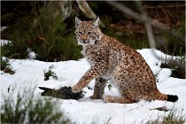 BWALD 16-02-09 1403   Photos ACG 2016