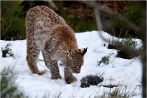 BWALD 16-02-09 1444   Photos ACG 2016