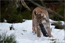 BWALD 16-02-09 1476   Photos ACG 2016