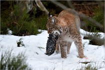 BWALD 16-02-09 1478   Photos ACG 2016