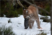 BWALD 16-02-09 1479   Photos ACG 2016