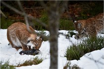 BWALD 16-02-09 1489   Photos ACG 2016