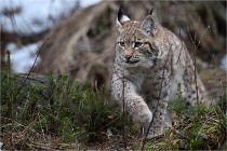 BWALD 16-02-09 1651   Photos ACG 2016