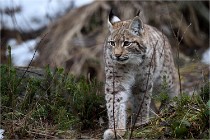 BWALD 16-02-09 1652   Photos ACG 2016