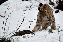 BWALD 16-02-09 1763   Photos ACG 2016