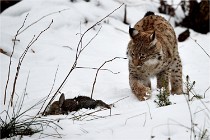 BWALD 16-02-09 1764   Photos ACG 2016