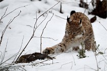 BWALD 16-02-09 1765   Photos ACG 2016