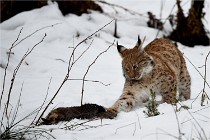 2016-02-07  BayerischerWald