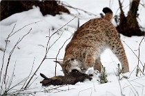 BWALD 16-02-09 1774   Photos ACG 2016