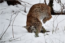 BWALD 16-02-09 1810   Photos ACG 2016