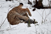 BWALD 16-02-09 1813   Photos ACG 2016