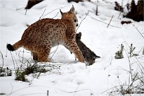 BWALD 16-02-09 1862   Photos ACG 2016