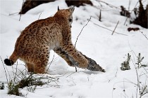 BWALD 16-02-09 1863   Photos ACG 2016