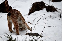 BWALD 16-02-09 1872   Photos ACG 2016