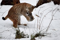 BWALD 16-02-09 1888   Photos ACG 2016