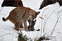 BWALD 16-02-09 1889   Photos ACG 2016