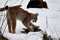 BWALD 16-02-09 1920   Photos ACG 2016