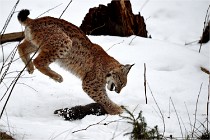 BWALD 16-02-09 1921   Photos ACG 2016