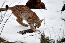 BWALD 16-02-09 1922   Photos ACG 2016