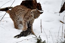 BWALD 16-02-09 1926   Photos ACG 2016