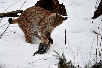 BWALD 16-02-09 1927   Photos ACG 2016