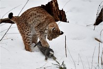 BWALD 16-02-09 1928   Photos ACG 2016