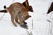 BWALD 16-02-09 1929   Photos ACG 2016