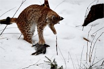 BWALD 16-02-09 1932   Photos ACG 2016