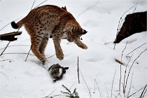 BWALD 16-02-09 1933   Photos ACG 2016