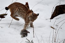 BWALD 16-02-09 1934   Photos ACG 2016