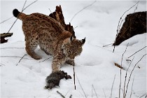 BWALD 16-02-09 1935   Photos ACG 2016