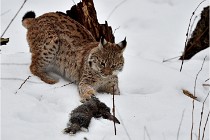 BWALD 16-02-09 1936   Photos ACG 2016