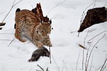 BWALD 16-02-09 1937   Photos ACG 2016