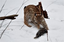 BWALD 16-02-09 1938   Photos ACG 2016