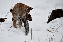 BWALD 16-02-09 1943   Photos ACG 2016