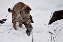 BWALD 16-02-09 1944   Photos ACG 2016