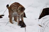 BWALD 16-02-09 1945   Photos ACG 2016