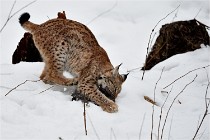 BWALD 16-02-09 1949   Photos ACG 2016